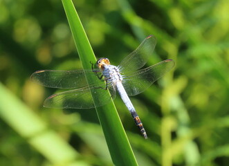 Blue dragonfly on leaf