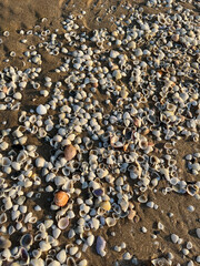 Conchas de mar en la orilla de una playa
