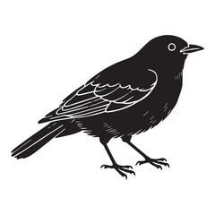  A drawing of a bird with a black and white background Silhouette White Background. 