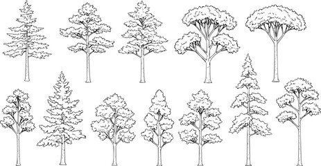 Set of coniferous and deciduous trees for architecture and landscape design, line drawing, contour. Vector illustration
