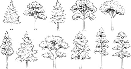 Set of coniferous and deciduous trees for architecture and landscape design, line drawing, contour. Vector illustration
