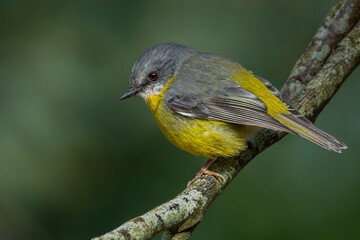 Eastern Yellow Robin