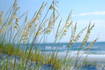 Fototapeta premium Coastal sand dunes covered in tall beach grasses