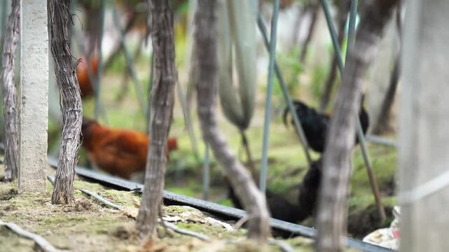 close uo freeland hen  walking