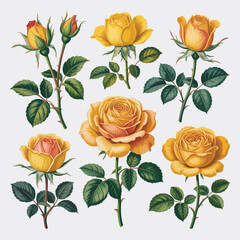 Collection of vintage yellow roses with green leaves on a white background