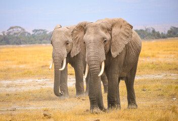 African elephants roam wild, majestic giants