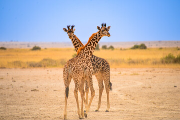 Giraffes: graceful giants of the African plains