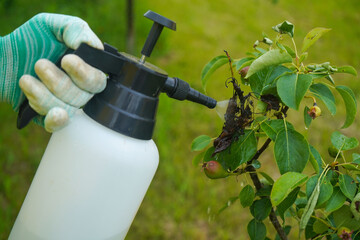 Spraying pear trees against fruit rust and pathogens against the backdrop of sunset.