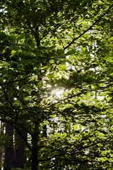 Bright green leaves of a tree illuminated by dazzling sunlight, creating a natural and vibrant scene in a sun-drenched forest with beautiful light rays.