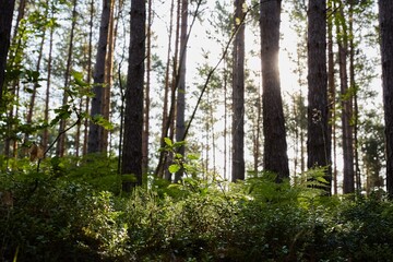 Serene forest scene with sunlight dappling through tall pine trees and illuminating the rich green...
