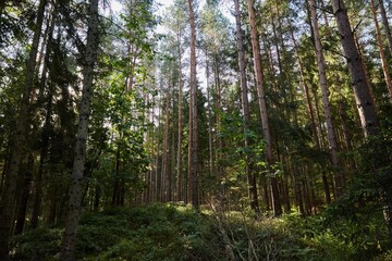 Fototapeta premium Sunlight filtering through a dense evergreen forest with tall pine and spruce trees and lush undergrowth, creating a serene and natural woodland scene.