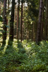 Dappled sunlight illuminates the vibrant green undergrowth and tall trees of a serene forest, capturing the peaceful essence of nature.