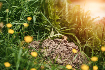 Fresh mole activity in grassy garden