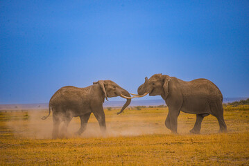 African elephants: majestic savanna dwellers