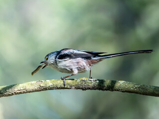 A long-tailed tit perched on a branch, holding an insect in its beak