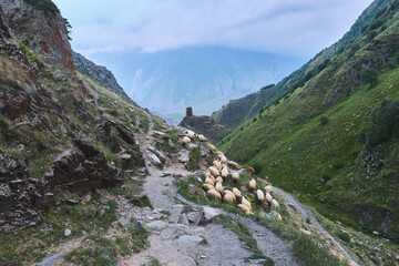 Sheep herd walking on mountain trail