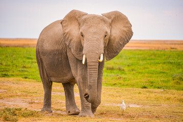 African elephants roam wild, majestic giants