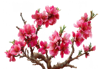 Pink blossoms on a bonsai-style branch