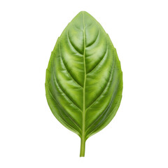 Obraz premium A single green basil leaf with visible veins and stem isolated on transparent background