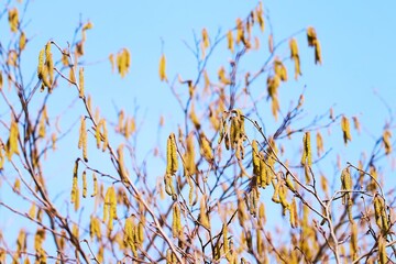 Wind-pollinated tree catkins causing seasonal allergies