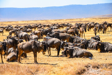 Wildebeest: Great Migration's iconic participants