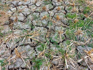 Cracked land due to drought in agricultural land. Tulungagung-Indonesia