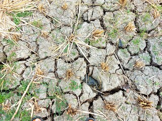 Cracked land due to drought in agricultural land. Tulungagung-Indonesia