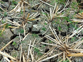 Cracked land due to drought in agricultural land. Tulungagung-Indonesia