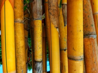 The yellow and the brown bamboo tree