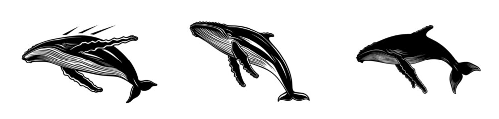 Obraz premium A beautiful modern sketch illustration features a humpback whale jumping in the ocean