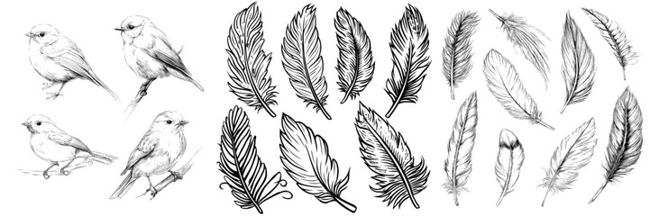 Obraz premium A set of hand drawn illustrations of birds feathers in isolation is presented
