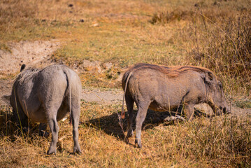 African warthogs: rugged savanna foragers