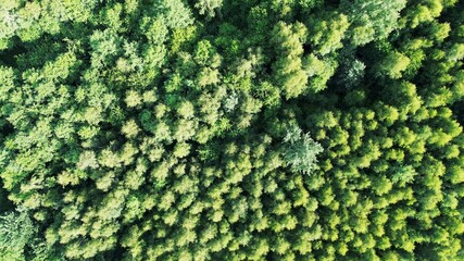 Green tree tops in aerial shot