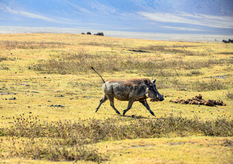 African warthogs: rugged savanna foragers