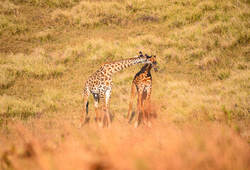 Giraffes: graceful giants of the African plains