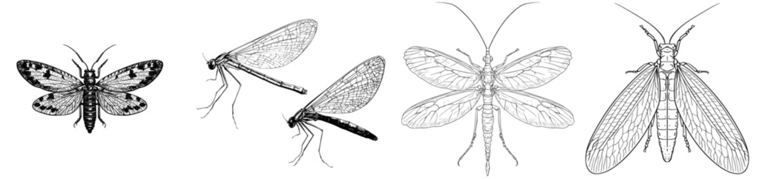 Modern illustration features an isolated Neuroptera insect depicted in black and white colors, created as an outline hand-painted drawing