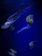 jelly fish in the aquarium