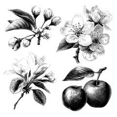 A set of botanical art featuring cherry flower blossoms, including spring almond, sakura, and apple tree branches, is presented in a modern hand-drawn doodle illustration style