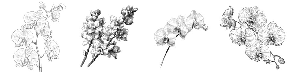 Obraz premium Orchids are depicted in a sketch, which is a hand drawn outline converted to a modern style and is isolated