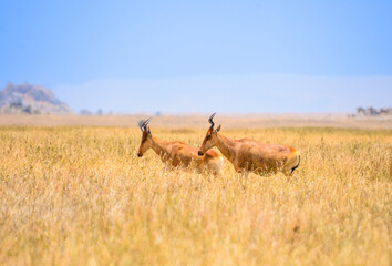 African antelopes: diverse, elegant savanna fauna