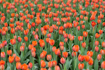 Vibrant Orange Tulips Blooming with Dew in a Lush Garden