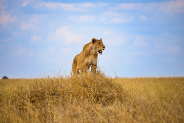 African lions: powerful, regal savanna kings