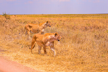 African lions: powerful, regal savanna kings