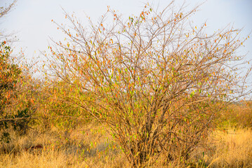 Fototapeta premium Ngorongoro lions: Crater's regal residents