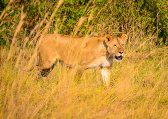 African lions: powerful, regal savanna kings