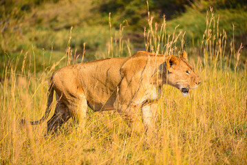 African lions: powerful, regal savanna kings