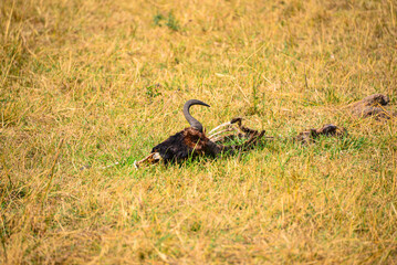 Wildebeest: Great Migration's iconic participants