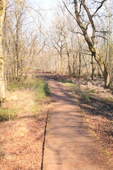 Obraz premium Frühling im Venner Moor bei Senden im Münsterland 