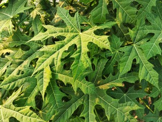 Chaya leaves (Cnidoscolus aconitifolius) in outdoor garden 