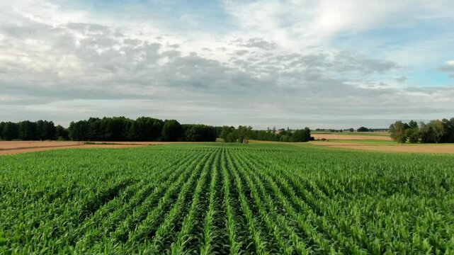 Polska z g&oacute;ry pola rolnictwo natura kukurydza pszenica